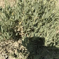 Fourwing Saltbush thumbnail 1