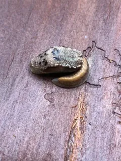 Malone Jumping-slug thumbnail 1