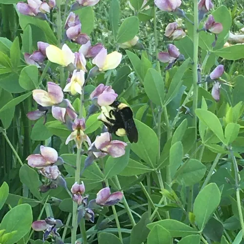 American Bumble Bee