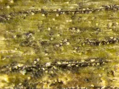 Log-loving Hidden Lichen thumbnail 2