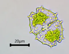 Euastrum divaricatum thumbnail 2