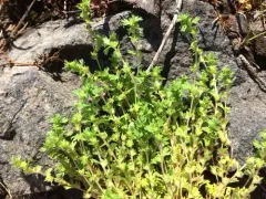 Slender parsley-piert thumbnail 3