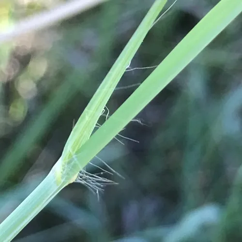 Sand Bluestem