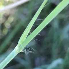 Sand Bluestem thumbnail 1