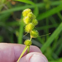 Bebb's Sedge thumbnail 2