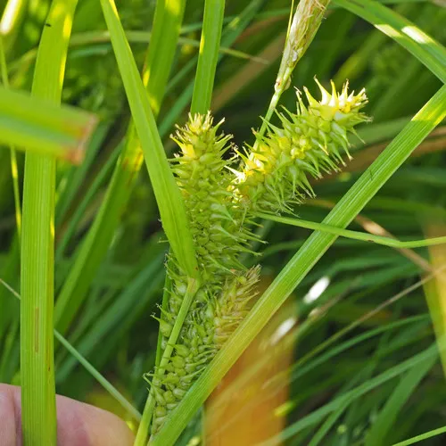 bottlebrush sedge