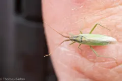 Stenodema pilosipes thumbnail 2