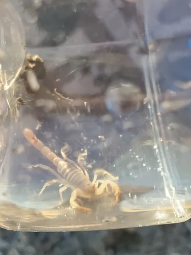 Yellow Devil Scorpion