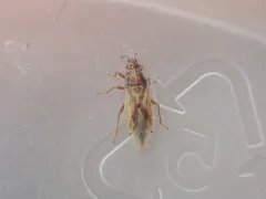 Cymus luridus thumbnail 2