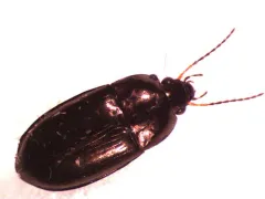 Amara littoralis thumbnail 2