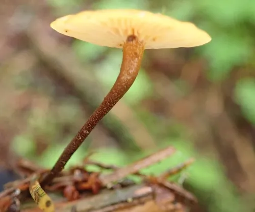 Orange Faint Foot Mushroom