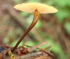 Orange Faint Foot Mushroom thumbnail 1