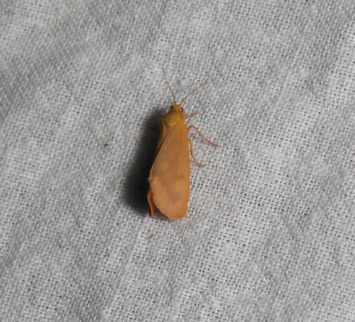 Plain-winged Virbia Moth