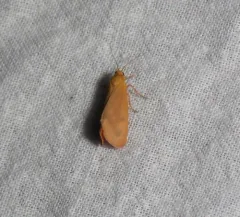Plain-winged Virbia Moth thumbnail 1