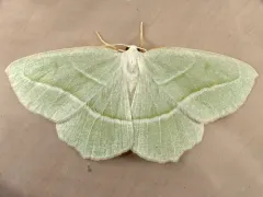 Pale Beauty thumbnail 2