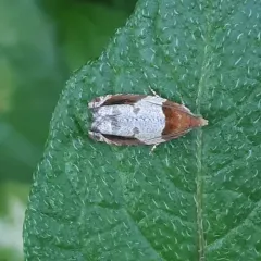 Hydrangea Leaftier Moth thumbnail 1