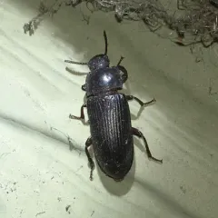 Yellow Mealworm Beetle thumbnail 3