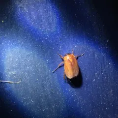 Nipponoserica peregrina thumbnail 2