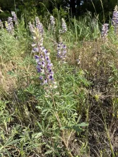Nebraska Lupine thumbnail 3