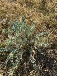Woolly Locoweed thumbnail 2