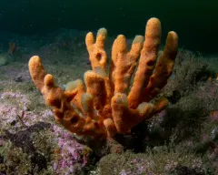 Isodictya palmata thumbnail 2