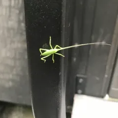 Common True Katydid thumbnail 3