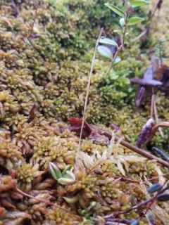 Hairy Butterwort thumbnail 2