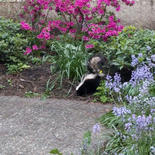 Striped Skunk
