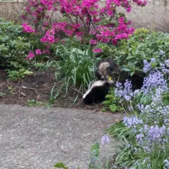 Striped Skunk thumbnail 1