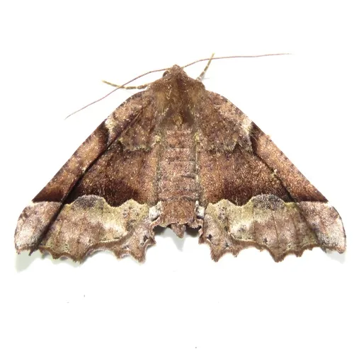 Morrison's Pero Moth