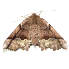 Morrison's Pero Moth thumbnail 1
