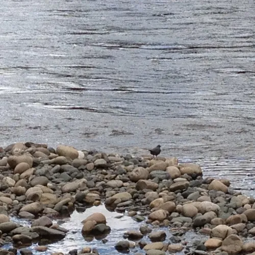 American Dipper
