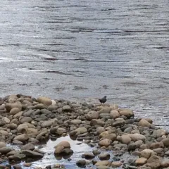 American Dipper thumbnail 1