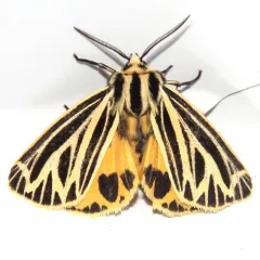 Little Virgin Tiger Moth thumbnail 1