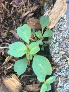 purple amaranth thumbnail 2