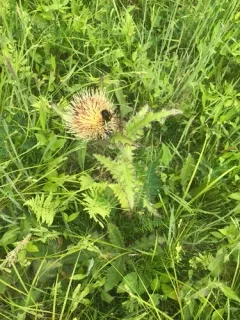 bristle thistle thumbnail 2