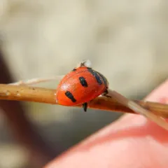 Transverse Lady Beetle thumbnail 3