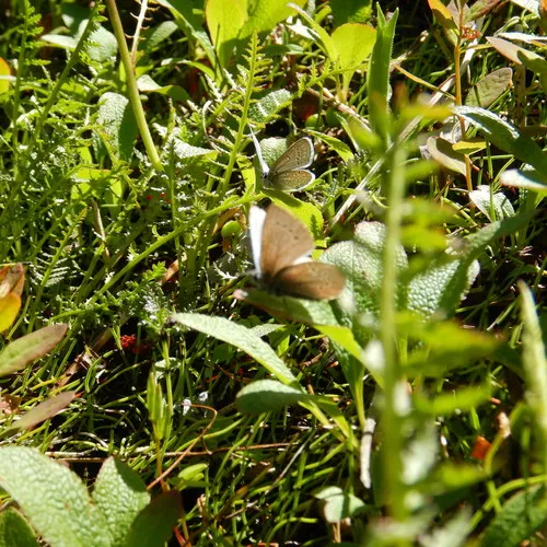 Western Tailed-Blue