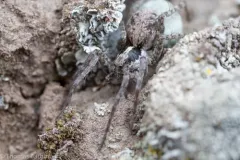Pardosa concinna thumbnail 1