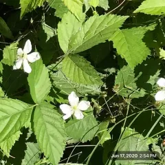 Common Dewberry thumbnail 3