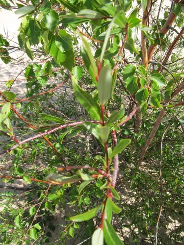 Tyrell’s Willow