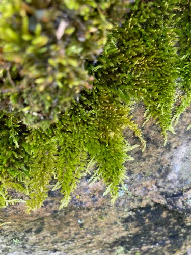 Bright Copper Homalothecium Moss