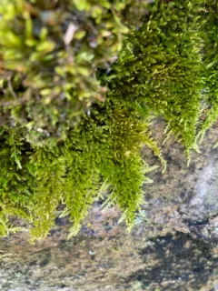 Bright Copper Homalothecium Moss thumbnail 1