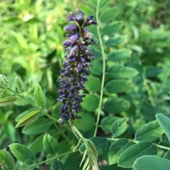 false indigo bush thumbnail 3
