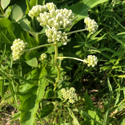 prairie Indian plantain
