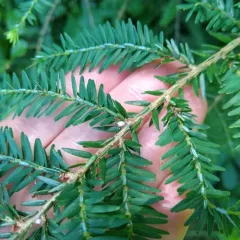 Hemlock Woolly Adelgid thumbnail 2
