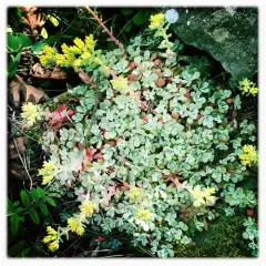 Broad-leaved Stonecrop thumbnail 1