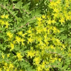 Stringy Stonecrop thumbnail 2