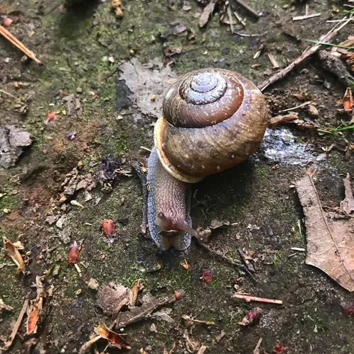 Eastern Whitelip