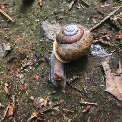 Eastern Whitelip thumbnail 1